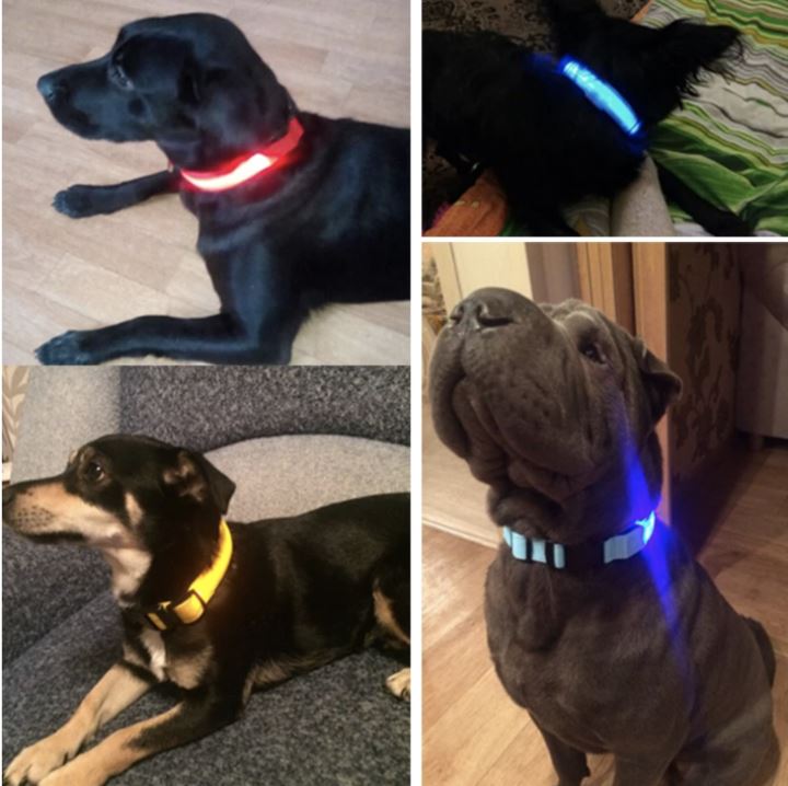 LedCollar™ - Collier à LED rechargeable pour chien - NOBU.DOG.BOUTIQUE